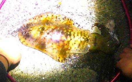 満月大潮アオリイカ６連発